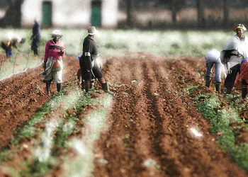Land Redistribution In South Africa:  Church Leading By Example